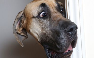 Spaying and Neutering Pets