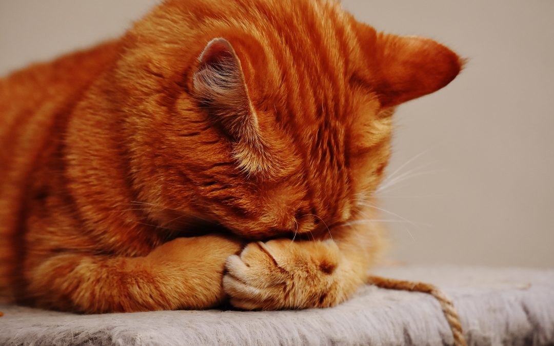 Can cats eat store onions and garlic