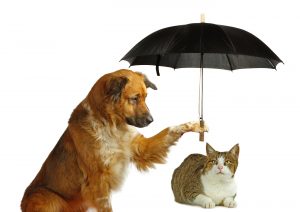 pet insurance