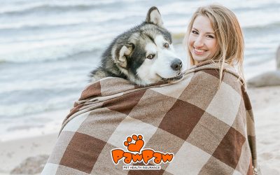 A Winter Hint for Pet Owners