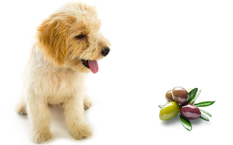 Are olives 2024 ok for dogs