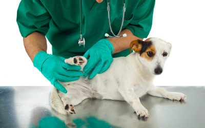 Why A Single Plan Doesn’t Suit Them All When It Comes To Pet Health Insurance