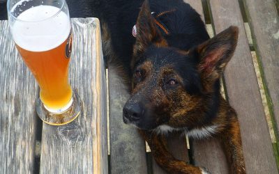 Pets and Booze – a big ‘nope’