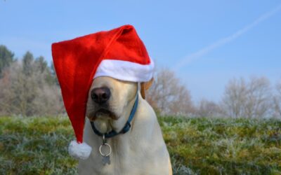 Holiday Safety Hints For Your Dog